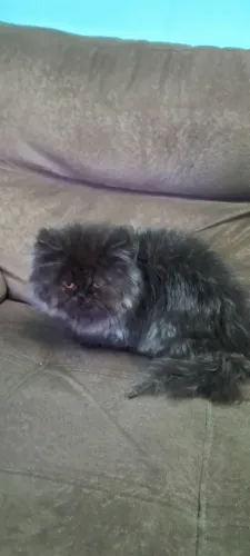 Gato persa macho