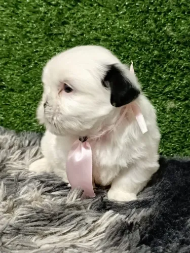 Shitzu mini machinho 33 dias