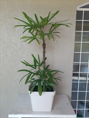 Plantas ornamentais