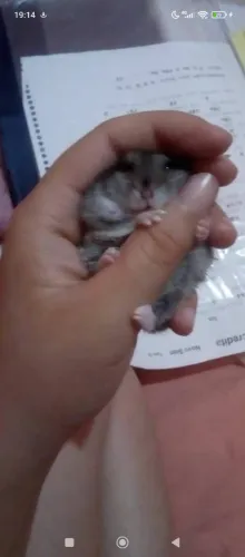 Hamster russo