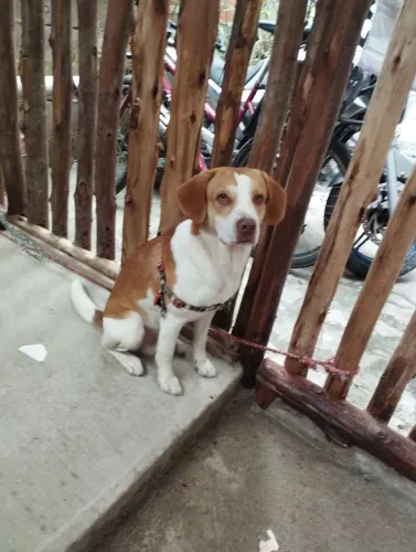 Doação Cão Beagle Bicolor