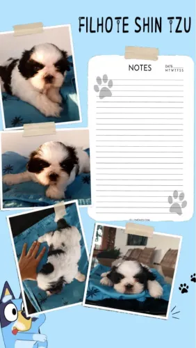 Filhote de Shih Tzu