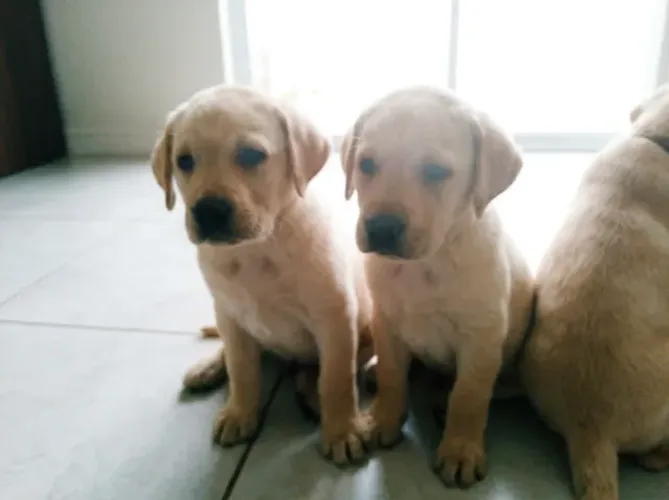 Doação Filhotes Labrador
