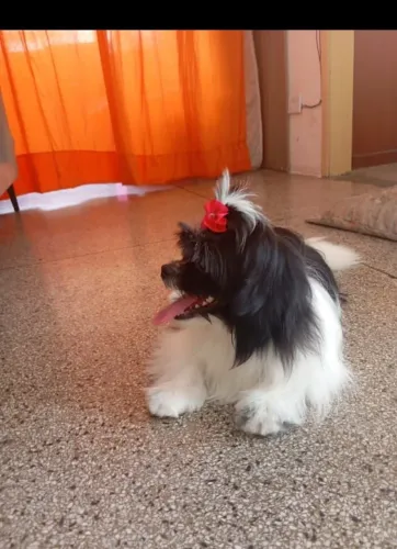 Filhotes dessa Shitzu