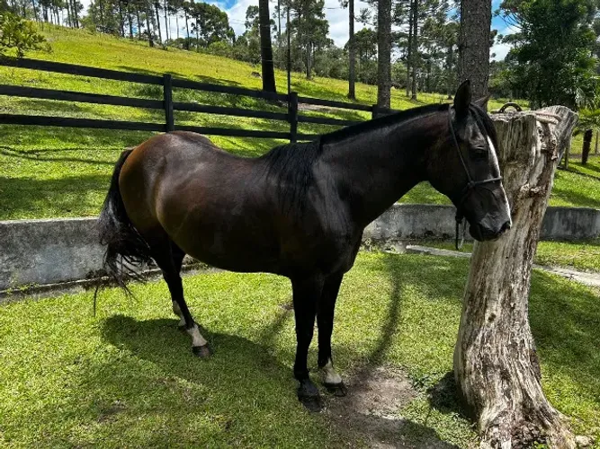 Cavalo Criolo - Lobuno
