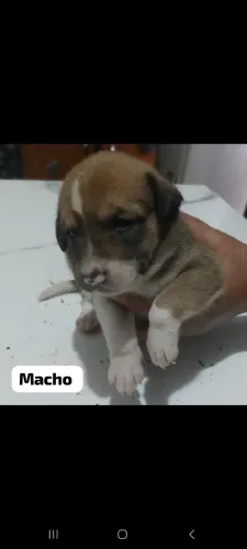 FILHOTES PARA ADOÇÃO , SRD LOCAL SUSSUARANA PROXIMO AO POSTO SHEL