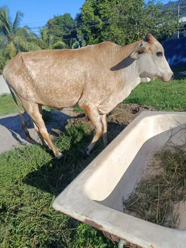 Vendo garrotes fêmea e macho 4 mil os 2