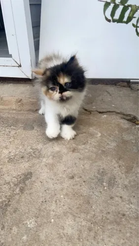 Filhotes de Gatos Persas