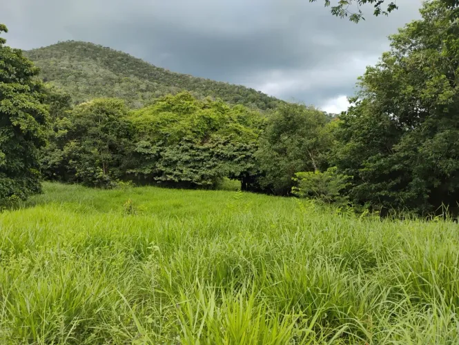 Vendo fazenda 16 Alqueires 
