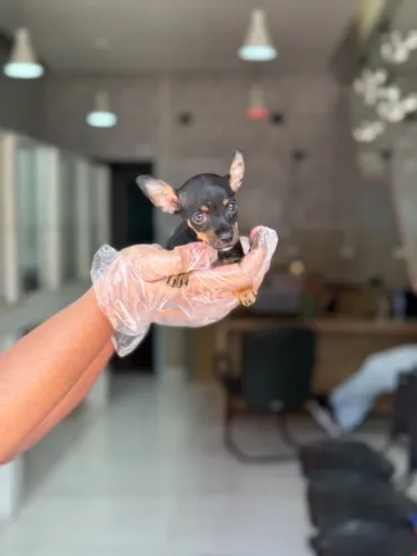 Pinscher Filhote ? Pequeno no Tamanho, Gigante na Personalidade