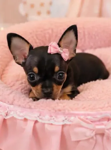 Linda pinscher mini minúscula uma fofura