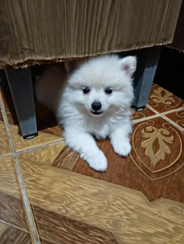 Macho Spitz alemão filhote 