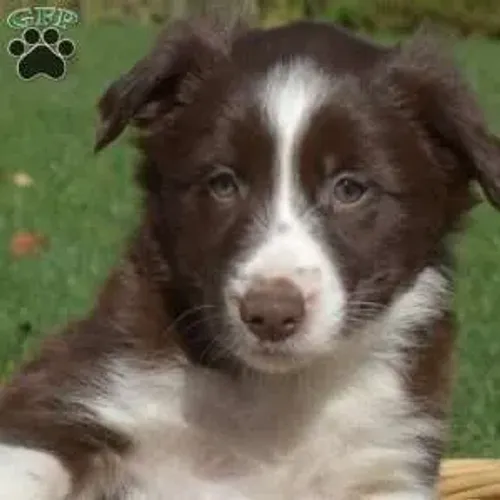 ?Border Collie filhotes disponíveis agora?