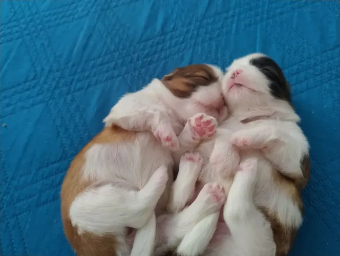 Shi Tzu