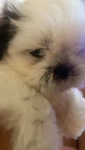 Cachorro shih teu 