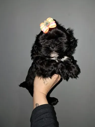 Shih tzu
