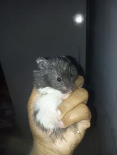 Vendo Hamster Sírio fêmea 5 meses