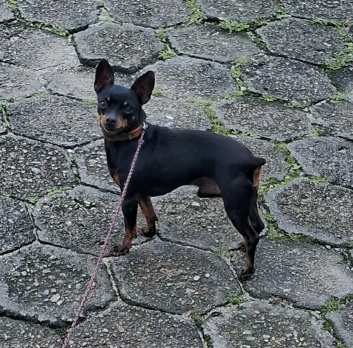 Pinscher