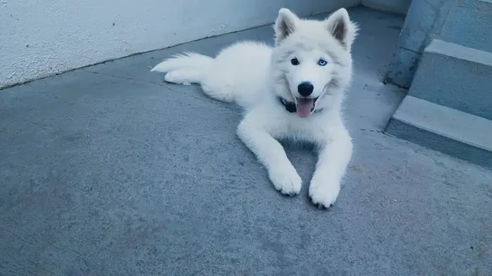 vende se rusky siberiano