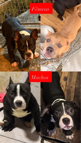 Filhotes American bully 