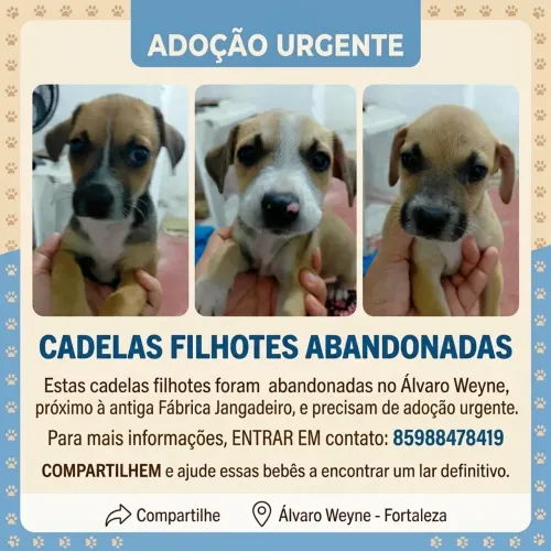 ADOÇÃO URGENTE