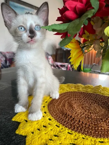 Adoção responsável de gatinhos 