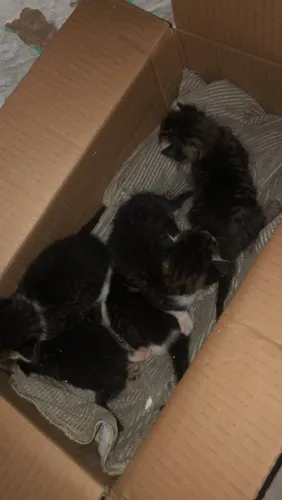 Filhotes de gato pra doação 
