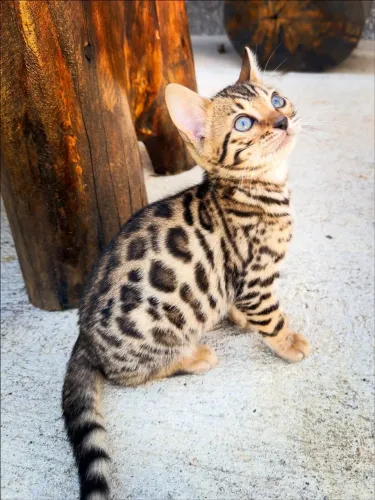 Bengal Cat Filhote 