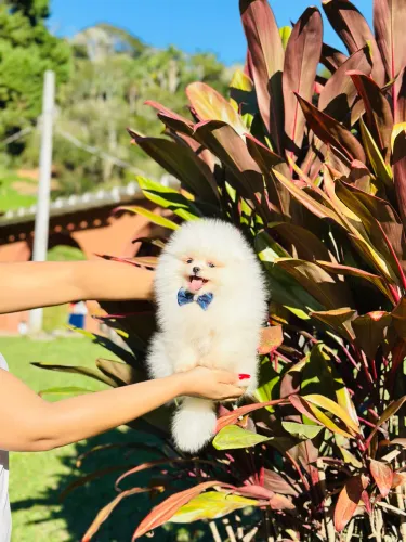URSINHO LULU DA POMERANIA!!!