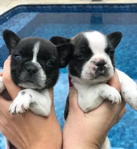Bulldog frances disponivel