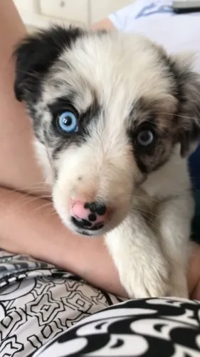 Border Collie Companhia que traz estabilidade ao lar