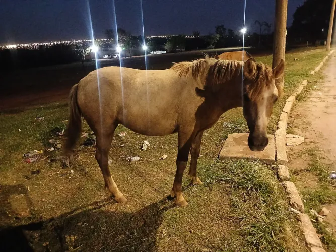 Cavalo