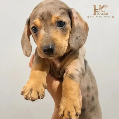 Dachshund Alerquim