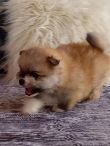 Spitz Alemão/ Lulu da pomerânia