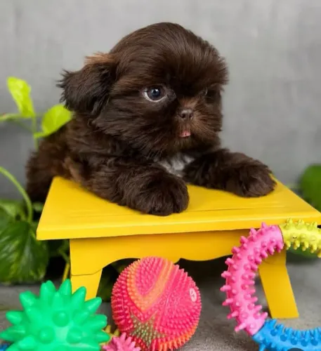 Shih tzus puro com pedigree op