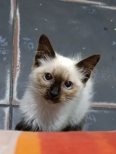 Gato siamês 