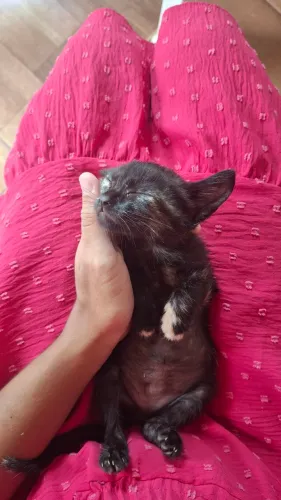 Doa-se gatinha