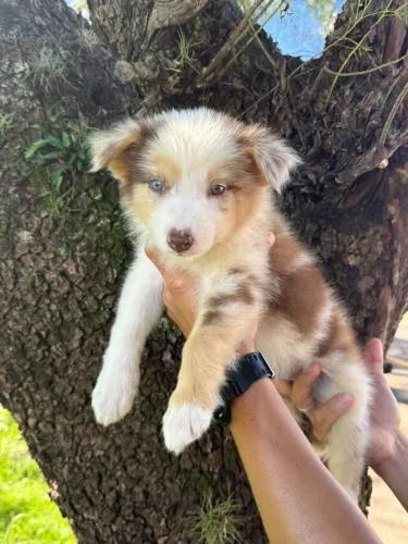 Filhotes Border collie