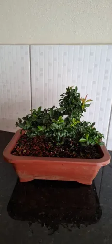 Bonsai Mini-Caqui 7 anos de idade