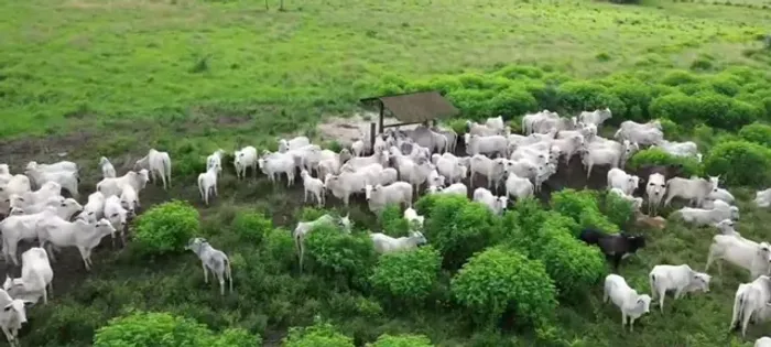 baixou 688 Hectares 450 de abertura R$5.400.000,00 de Reais no Pará