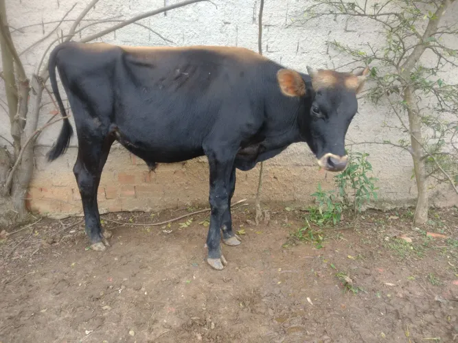 Boi bois por 4 mil um já e Touro