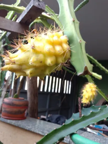 Vendo Mudas de Pitaya Amarela Colombiana - Guarulhos 
