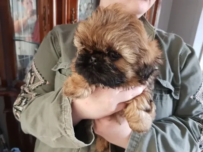 ?Shih Tzu fêmea ? última unidade disponível HOJE!? ?