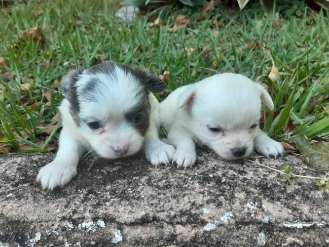 Chihuahua fofos disponíveis