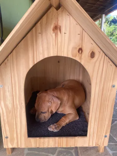 Casinha cachorro n 6