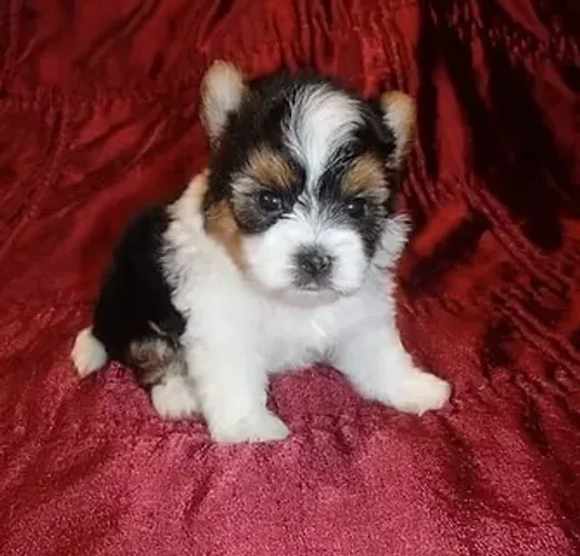 Biewer Terrier Filhote Mini - Pequeno no Tamanho, Gigante no Amor