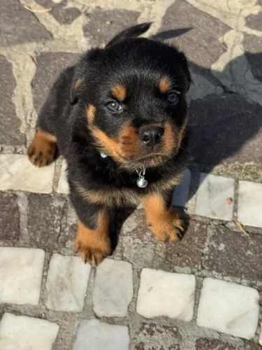 Filhotes de Rottweiler | Esse filhote é puro sentimento.
