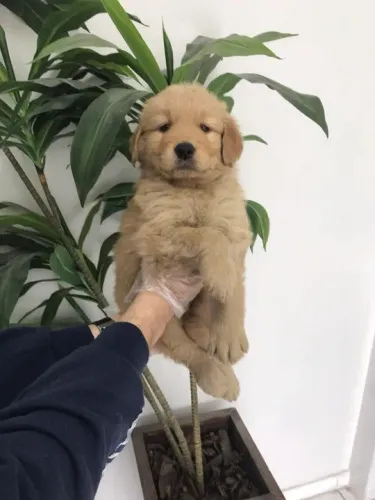 Golden Retriever garantias contra displasia e suporte veterinário gratuito