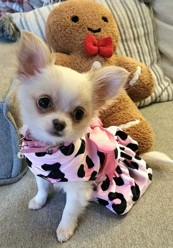 Lindos bbs de Chihuahuas de pelo longo e curto!!