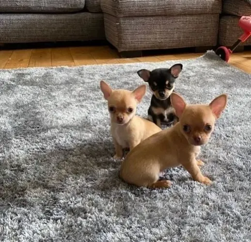 Chihuahua Macho Branco: O Companheiro Perfeito para Seu Lar!